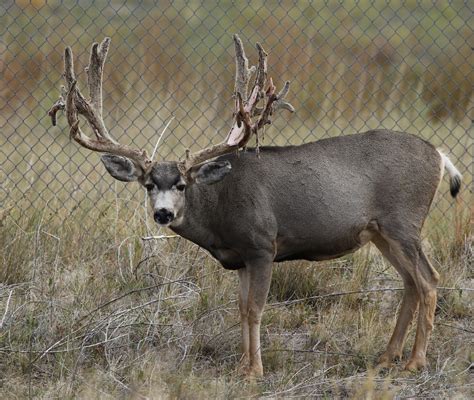 Massive Mule Deer Buck Shedding His Velvet Ray F Flickr