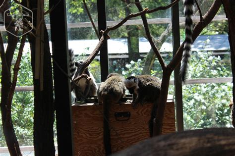 Exact time now, time zone, time difference, sunrise/sunset time and key facts for praga, cehia. Cehia - Zoo Praga