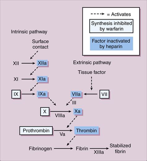 Warfarin Mechanism Of Action Coagulation Cascade