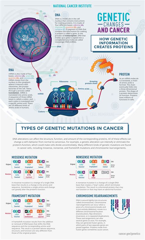 How Genetic Changes Lead To Cancer Nci
