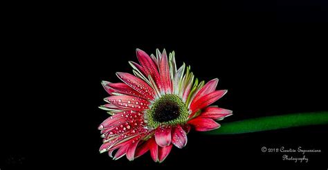 Pin By Rhonda Proffitt On Gerbera Daisies Flowers Photography Pink