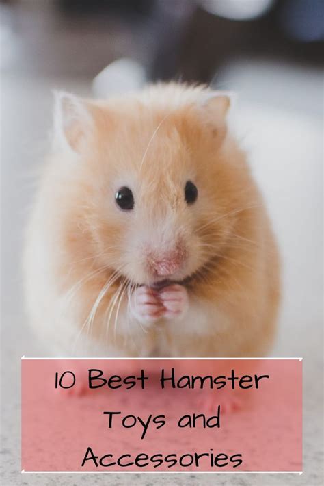 10 Best Hamster Toys And Accessories In 2020 Hamster Toys Dwarf Hamster Toys Hamster Care