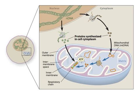 What Is Mitochondrial Disease Creative Diagnostics