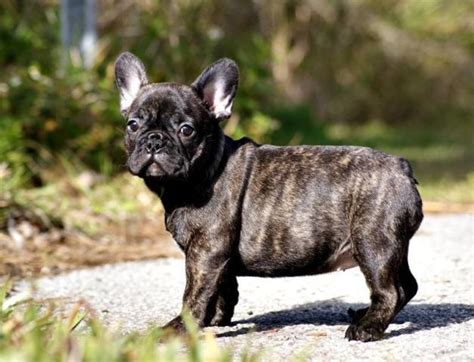 Super Cute Bluetiger French Bulldog Avery 8 Weeks Old For Sale In