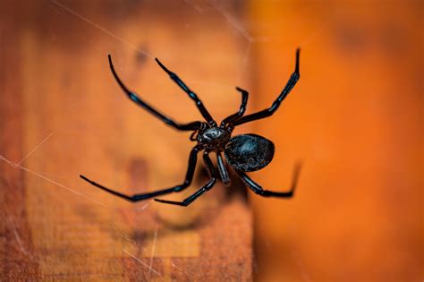 Trigger Warning Black Widow Spider Rmacroporn