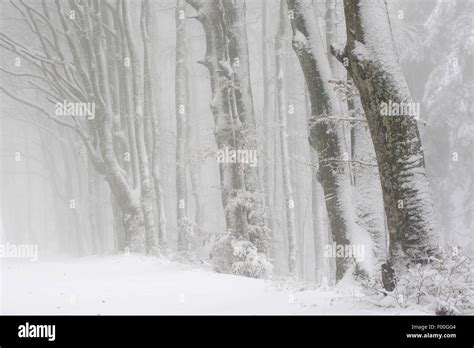 Common Beech Fagus Sylvatica Snow Covered Beech Forest In Mist