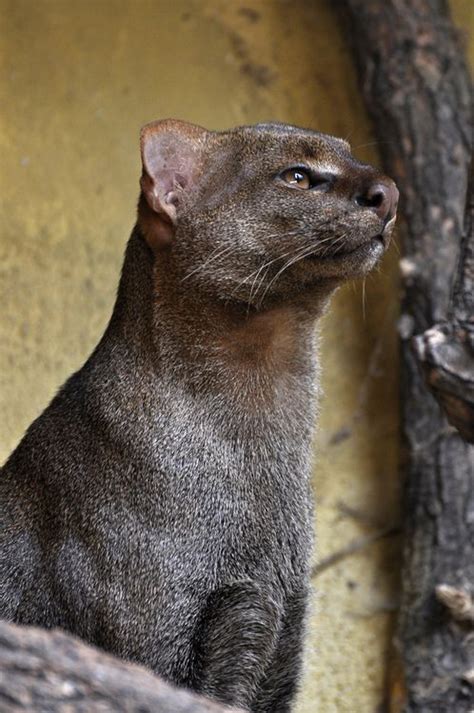 Jaguarundi By Truus And Zoo Cats Animals Wild Small Wild Cats