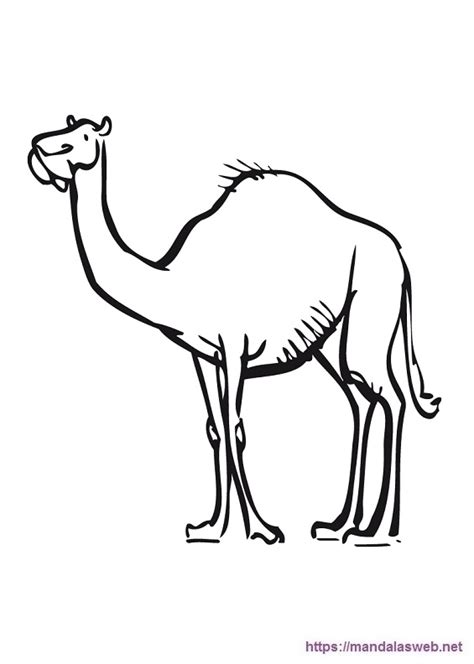 36 Dibujos De Camellos Para Colorear E Imprimir ️