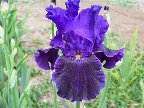 World Of Irises Tall Bearded Iris My Favorite Purples Part One