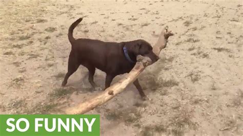Dog Carries Hilariously Big Stick At Dog Park Youtube