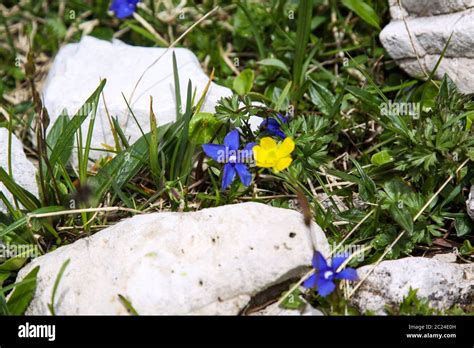 Blue And Yellow Mountain Flowers In Dolomites Of The Alps Stock Photo