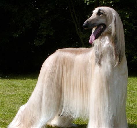 Long Haired Breed Dog Cons And Pros Kellys Kennels
