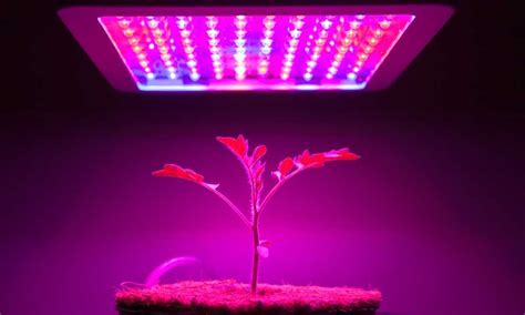 How Does Different Color Light Affect Plant Growth The