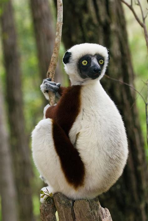 Coquerels Sifaka Lemur Photograph By Philippe Psailascience Photo