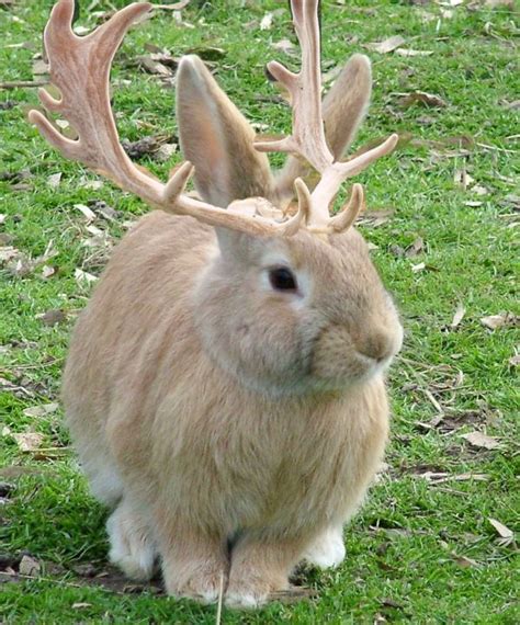 Jackalopes Are Rabbitdeer Hybrids From Folklore Folklores About These