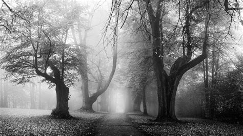 2100x1315 Nature Landscape Morning Sun Rays Fall Trees Mist Path