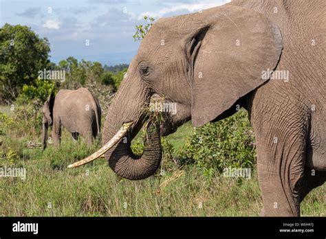 Elefante Comiendo Fondo Fotografías E Imágenes De Alta Resolución Alamy