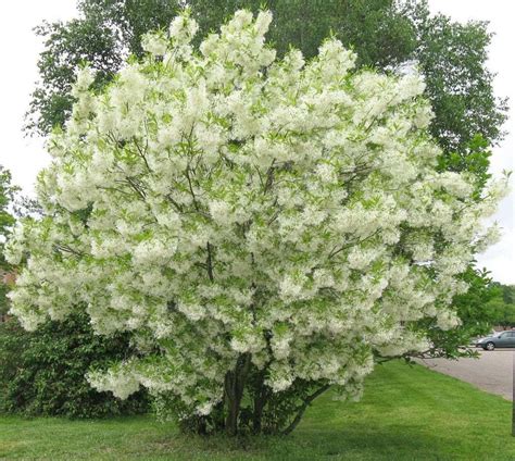 Chionanthus Virginicus White Fringetree Leafland Quality