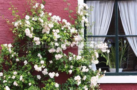Climbing Roses In The Garden Types Varieties Placement Photos