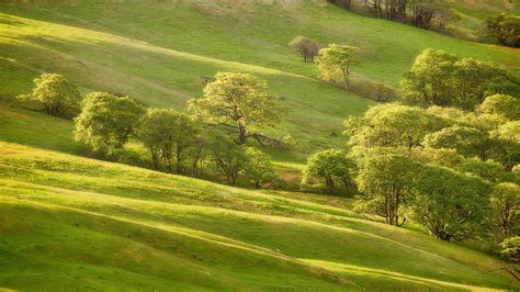 Evening Green Meadow Trees 4k Wallpaper Coolwallpapersme
