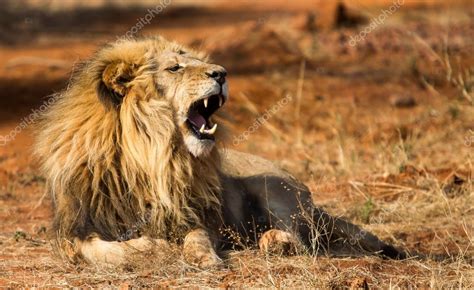 African Lion Roaring While Laying Down — Stock Photo ©