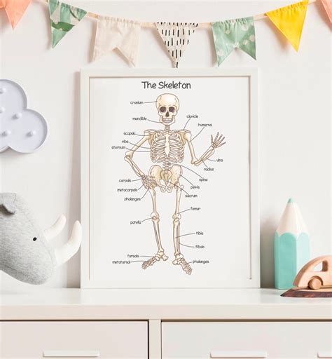 Human Skeleton Poster For Kids Human Bones Downloadable Prints Etsy