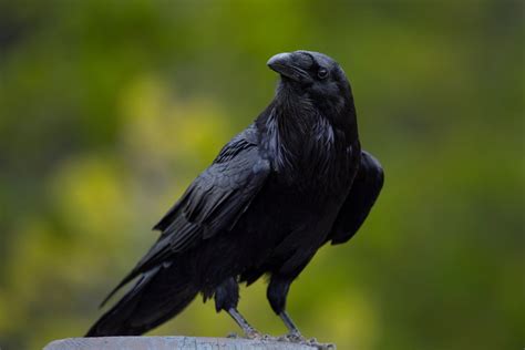 Common Fact About Raven Bird News N Blogs