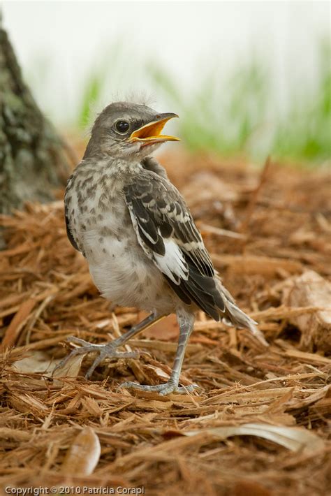 Baby Mockingbird Patty Corapi Flickr