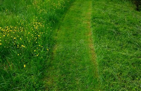 Path Mowed By A Mower On A Narrow Sidewalk Low Grass Surrounded By A