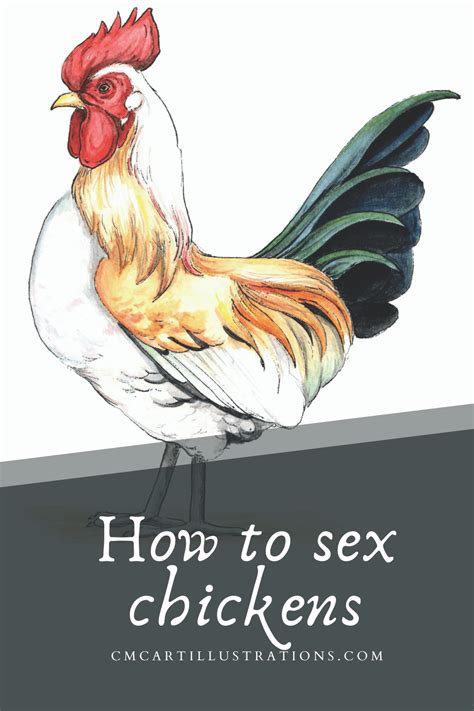 how to sex chickens early on cmc art illustrations