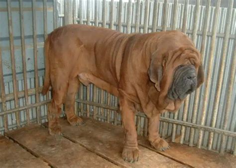 19 Different Types Of Mastiff Dog Breeds With Pictures