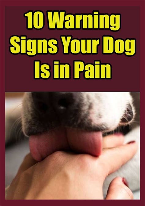 Dogs Health Warning Signs On Pinterest In 2020 Dogs Health Warning