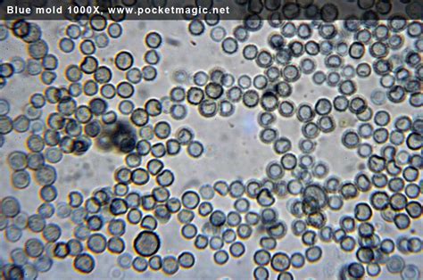 Check spelling or type a new query. Microscope photos: White and Blue Mold - PocketMagic