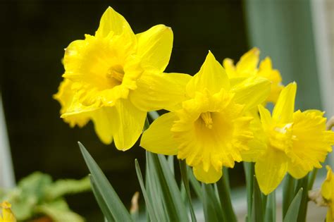Free Photo Daffodils Daffodil Flower Fragrance Free Download