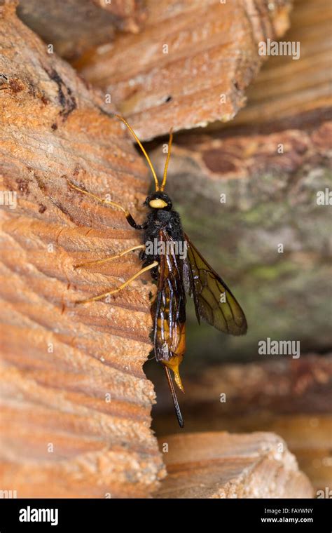 Giant Woodwasp Banded Horntail Greater Horntail Female Riesen