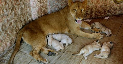 Lioness Kept As Pet Gives Birth To 5 Cubs Cbs News