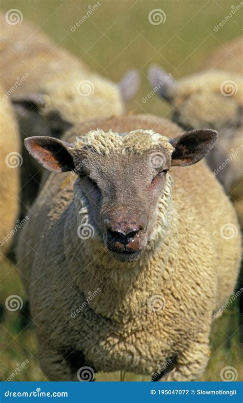 Vendeen Sheep A French Breed Female Stock Photo Image Of Breed