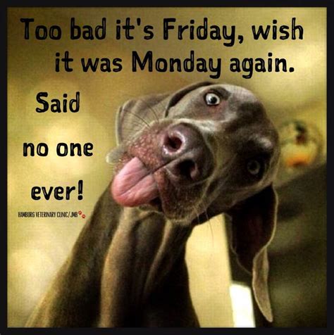 Happy Friday Friends Funny Animal Pictures Humor Dog Memes