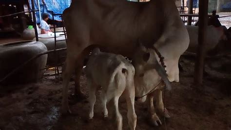 Cow Feeding Calf Youtube