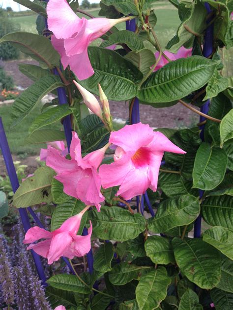 Seed starting supplies from gurney's. Mandevilla climbing up a purple trellis. Great color combo ...
