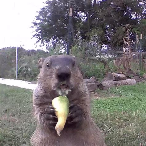 Groundhog Steals Farmers Crop Eats It In Front Of His Security Camera Aunty Joe Blog