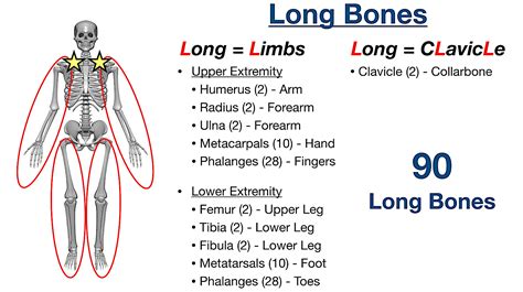 Types Of Bones In The Human Body Skeletal System Labeled Diagram And