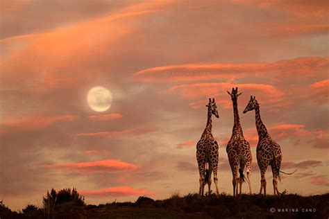 African Wildlife Photography By Marina Cano