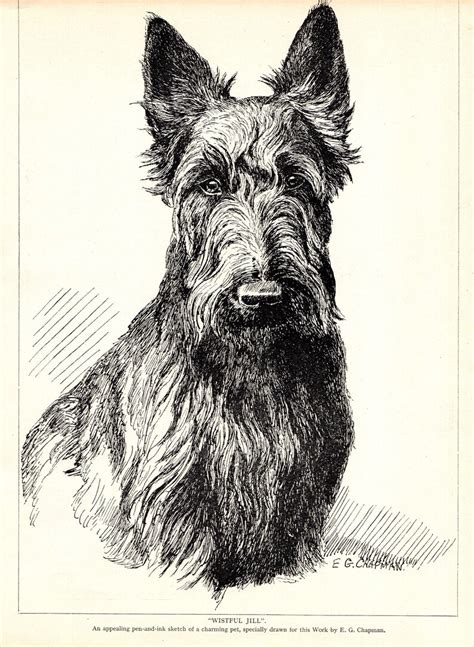 1930s Antique Scottish Terrier Dog Print Scottie Dog Etsy
