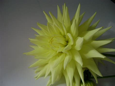 Relationships don't ever… the import of acceptance is a deal that will always leave you emotionally bankrupt. Lady Catfern's lazy look at life: Yellow Cactus Dahlia Canvas