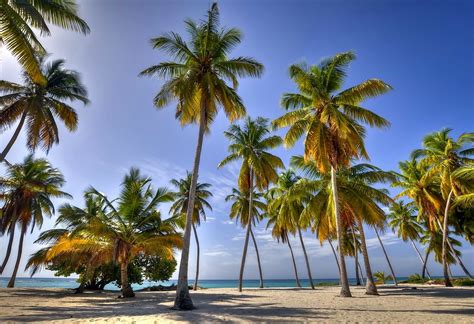 Palmy Na Plaży Tropical Beaches Water Plants Outdoor Beauty Nature