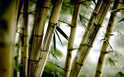 Download Nature Bamboo Hd Wallpaper