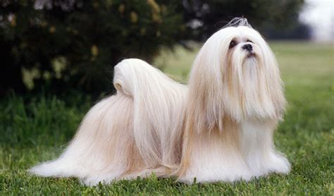 All these small dogs are intelligent and are capable of performing in shows. 10 Popular Small Long Haired Dog Breeds - Tail and Fur