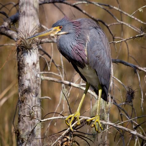 Free Images Nature Branch Wildlife Beak Colorful Fauna Plumage