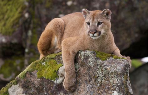 4 Facts You Probably Didnt Know About The Eastern Cougar Species At